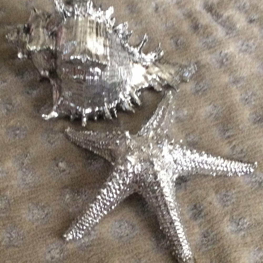 Star fish and conch shell